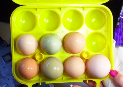 Today's Eggs