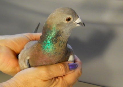 PigeonC1103c 2011-07-23