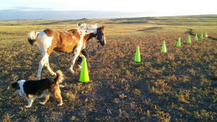 Arrow Weaving Equine Agility Cones 2015-09-22