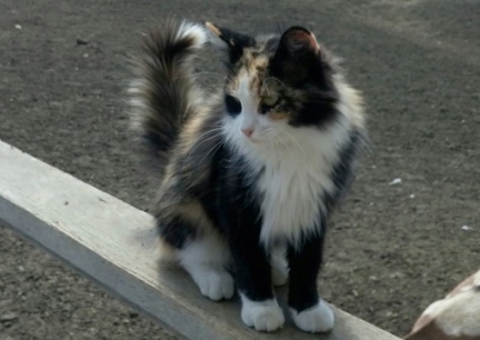 Calico On My Porch 2016-08-01