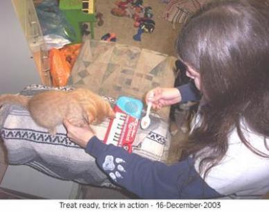 Cat Tricks Play Piano our kitten Jeff 2003-12-16