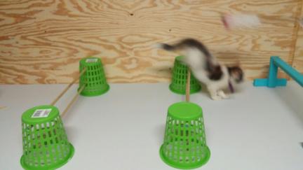 DIY CAT AGILITY MAKE IT YOURSELF Mrs. Dillon 2016-09-09