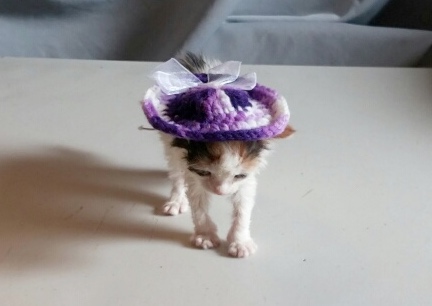 Kitty Bonnet Mrs. Dillion 2016-07-28