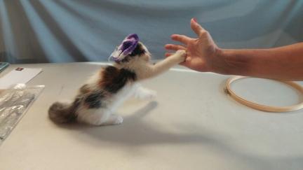 Mrs. Dillon Cat Trick High Five In Hat 2013-08-31