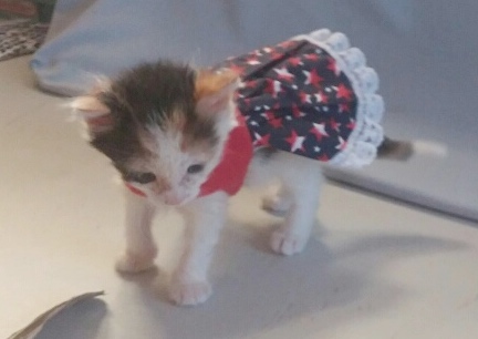 Summer Dress Kitty Mrs. Dillon 2016-08-13