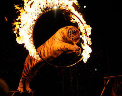 Tiger Hoop Jump