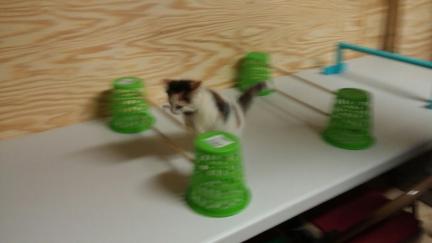 Cat Agility Jumps & Tunnel Mrs. Dillon 2016-09-09