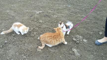 The Common Barn Cats come to see 2016-09-29